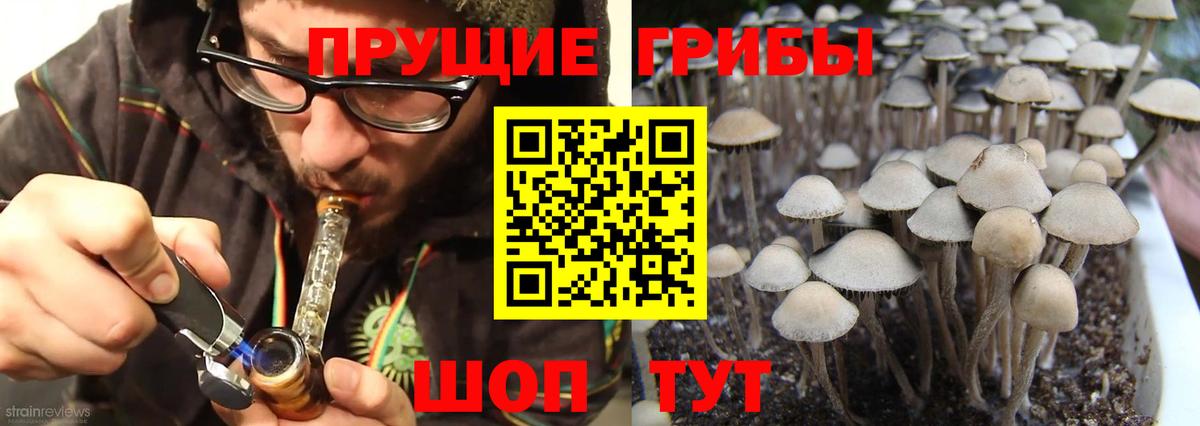 Черногорск  купить наркоту  Вход с VPN  Псилоцибиновые грибы GOLDEN TEACHER 